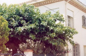 Photo N1:  Villa - maison Canet-Plage Vacances Perpignan Pyrnes Orientales (66) FRANCE 66-3438-1