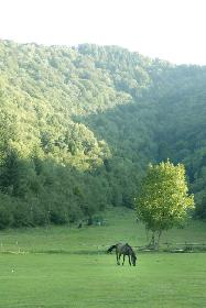 Photo N8: Location vacances Nesso Cmes Lombardie - Milan ITALIE it-5711-1