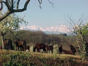 Photo N1:   Gte rural    Lasserre Vacances Saint-Girons Arige (09) FRANCE 09-6810-2