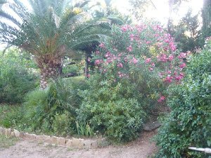 Photo N3:  Villa - maison Oletta Vacances Saint-Florent Corse (20) FRANCE 20-7342-2