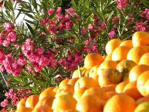 Photo N4:  Studio dans r Ferragudo Vacances Portimo Algarve PORTUGAL PT-7910-1