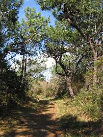 Photo N7: HEBERGEMENT Mimizan - Arcachon - Landes (40) - FRANCE - 40-7962-1 