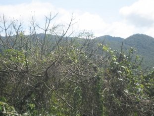 Photo N�9:  Villa - maison Florianopolis Vacances Lagoa  BRESIL br-8192-1