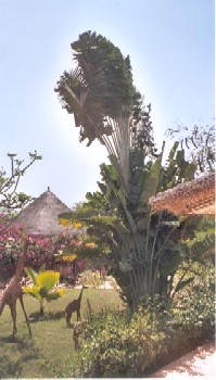 Photo N2:  Villa - maison Saly-Portudal Vacances M-Bour  SENEGAL SN-4363-2