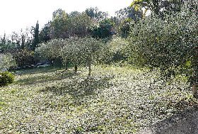 Photo N10:  Villa - maison Auribeau-sur-Siagne Vacances Cannes Alpes Maritimes (06) FRANCE 06-3058-1