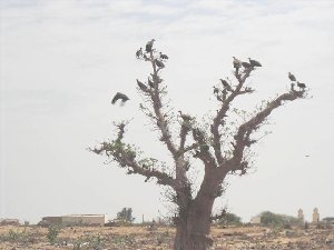 Photo N10:  Villa - maison Saly-Portudal Vacances M-Bour  SENEGAL sn-4589-1