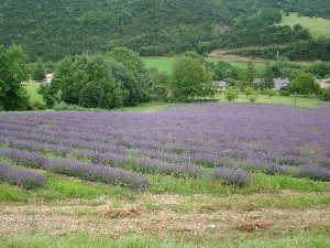 Photo N10: Location vacances Aureille Avignon Bouches du Rhne (13) FRANCE 13-8468-1