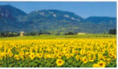 Photo N10:  Villa - maison Nbias Vacances Quillan Aude (11) FRANCE 11-2042-1
