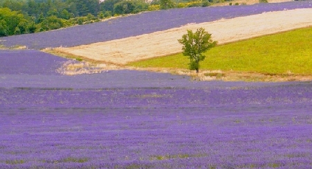 dcouvrez Grasse et ses environs